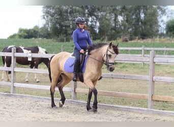 Connemara, Merrie, 8 Jaar, 154 cm, Falbe