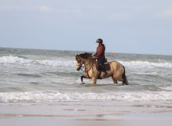 Connemara, Merrie, 8 Jaar, 154 cm, Falbe