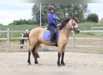 Connemara, Merrie, 8 Jaar, 154 cm, Falbe