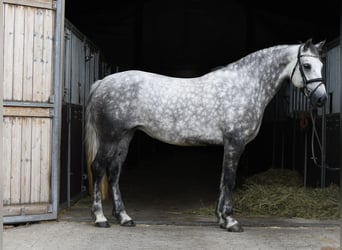 Connemara, Merrie, 8 Jaar, 155 cm, Schimmel