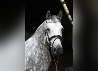 Connemara, Merrie, 8 Jaar, 155 cm, Schimmel