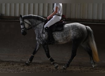 Connemara, Merrie, 8 Jaar, 155 cm, Schimmel