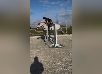 Connemara Mix, Merrie, 9 Jaar, 136 cm, Schimmel