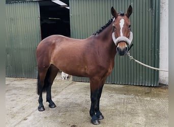 Connemara, Merrie, 9 Jaar, 143 cm, Roodbruin