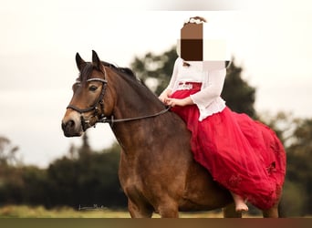 Connemara Mix, Merrie, 9 Jaar, 145 cm, Bruin