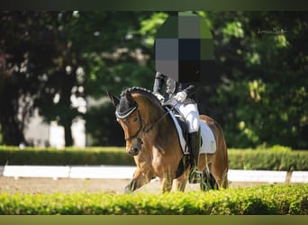 Connemara Mix, Merrie, 9 Jaar, 145 cm, Bruin