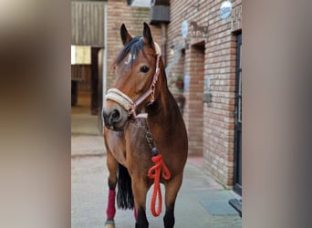 Connemara Mix, Merrie, 9 Jaar, 145 cm, Bruin