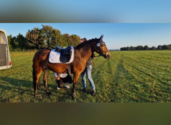 Connemara Mix, Merrie, 9 Jaar, 145 cm, Bruin
