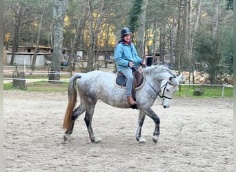Connemara, Merrie, 9 Jaar, 147 cm, Schimmel