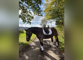 Connemara, Merrie, 9 Jaar, 152 cm, Falbe