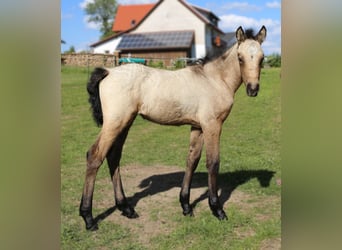 Connemara, Merrie, , 145 cm, Brown Falb schimmel