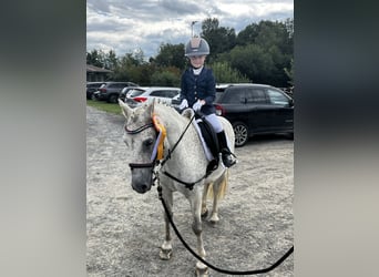 Connemara Mix, Ruin, 10 Jaar, 134 cm, Schimmel