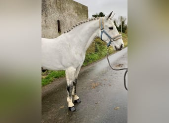 Connemara, Ruin, 10 Jaar, 145 cm