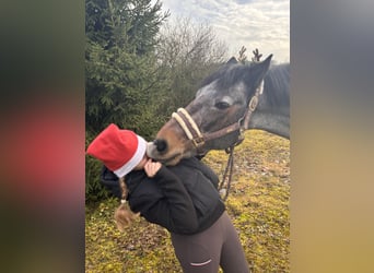 Connemara, Ruin, 10 Jaar, 146 cm, Roan-Bay
