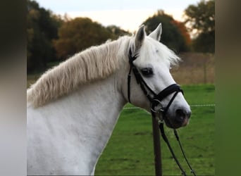 Connemara Mix, Ruin, 10 Jaar, 149 cm, Schimmel