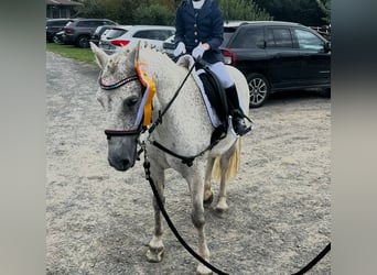 Connemara Mix, Ruin, 12 Jaar, 134 cm, Schimmel