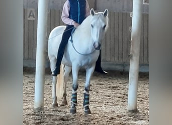 Connemara Mix, Ruin, 13 Jaar, 148 cm, Schimmel