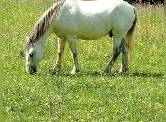 Connemara Mix, Ruin, 13 Jaar, 155 cm, Schimmel