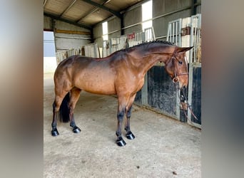Connemara, Ruin, 14 Jaar, 157 cm, Roodbruin