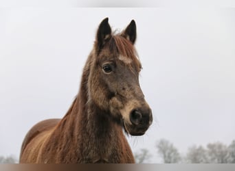 Connemara Mix, Ruin, 19 Jaar, 146 cm, Falbe
