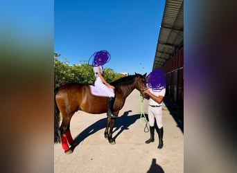 Connemara, Ruin, 19 Jaar, 148 cm, Donkerbruin