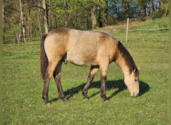 Connemara, Ruin, 1 Jaar, 148 cm, Buckskin