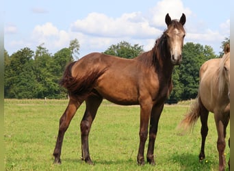 Connemara Mix, Ruin, 1 Jaar, 160 cm, Falbe