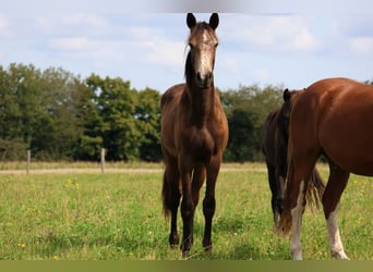 Connemara Mix, Ruin, 1 Jaar, 160 cm, Falbe