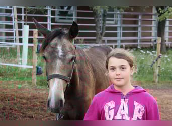 Connemara Mix, Ruin, 1 Jaar, 160 cm, Falbe