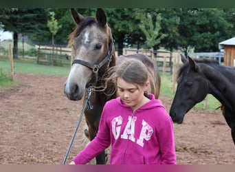 Connemara Mix, Ruin, 1 Jaar, 160 cm, Falbe