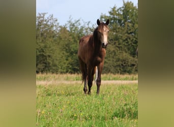 Connemara Mix, Ruin, 1 Jaar, 160 cm, Falbe