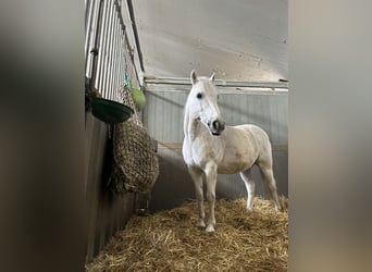 Connemara, Ruin, 20 Jaar, 132 cm, Schimmel