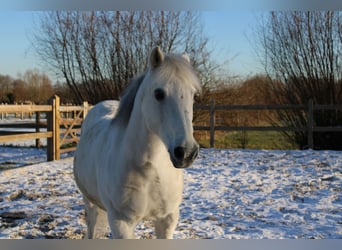 Connemara, Ruin, 20 Jaar, 132 cm, Schimmel