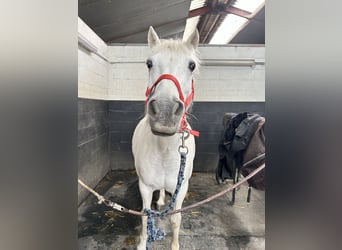 Connemara, Ruin, 21 Jaar, 132 cm, Schimmel