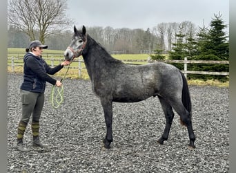 Connemara, Ruin, 2 Jaar, 140 cm, Appelschimmel