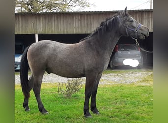 Connemara, Ruin, 2 Jaar, 142 cm, Schimmel