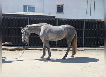 Connemara, Ruin, 3 Jaar, 144 cm, Blauwschimmel