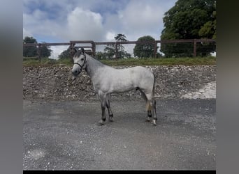 Connemara, Ruin, 3 Jaar, 145 cm, Schimmel