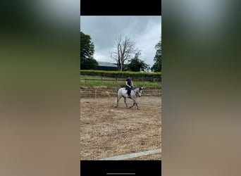 Connemara, Ruin, 3 Jaar, 146 cm, Schimmel