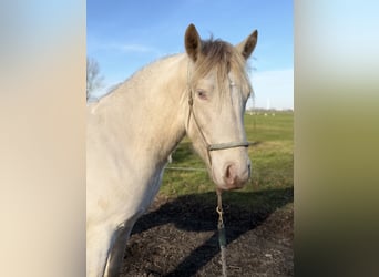 Connemara, Ruin, 3 Jaar, 147 cm, Cremello