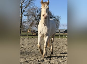 Connemara, Ruin, 3 Jaar, 147 cm, Cremello