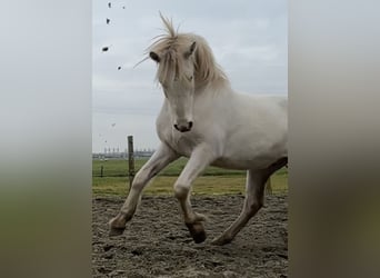 Connemara, Ruin, 3 Jaar, 147 cm, Cremello