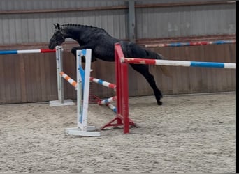 Connemara, Ruin, 3 Jaar, 148 cm, Blauwschimmel