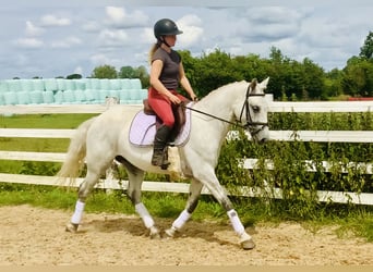 Connemara, Ruin, 3 Jaar, 148 cm, Schimmel