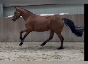 Connemara, Ruin, 3 Jaar, 150 cm, Bruin