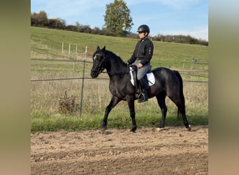 Connemara, Ruin, 4 Jaar, 139 cm, Roan-Blue