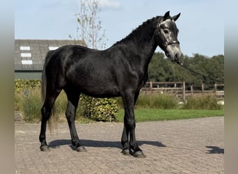 Connemara, Ruin, 4 Jaar, 142 cm, Schimmel