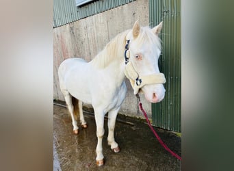 Connemara, Ruin, 4 Jaar, 145 cm, Cremello