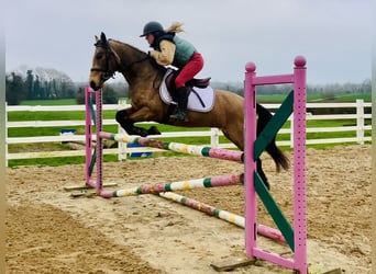 Connemara, Ruin, 4 Jaar, 145 cm, Falbe