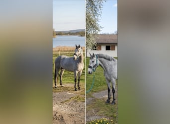 Connemara, Ruin, 4 Jaar, 145 cm, Schimmel